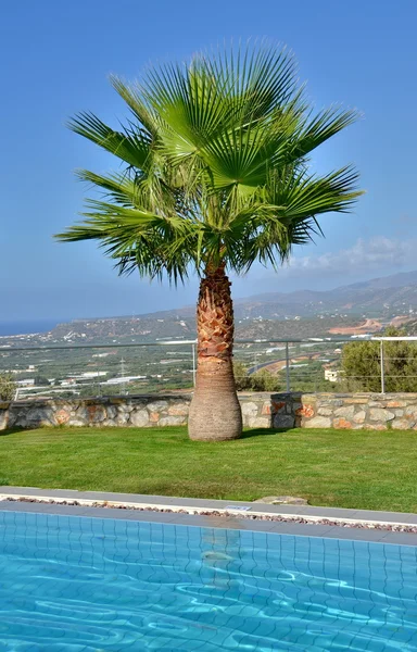 Palmboom bij het zwembad — Stockfoto