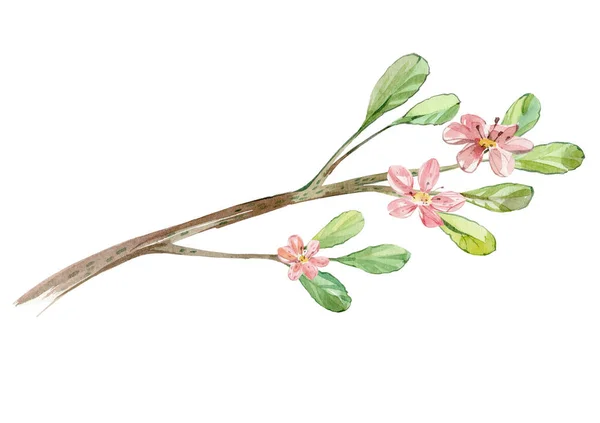 Watercolor Blooming Twig Pink Flowers — Fotografia de Stock