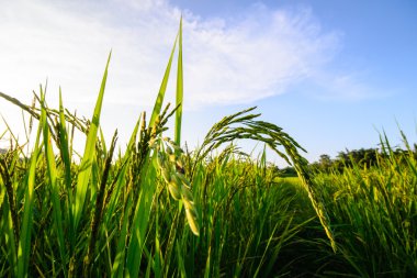 gökyüzü yeşil pirinç