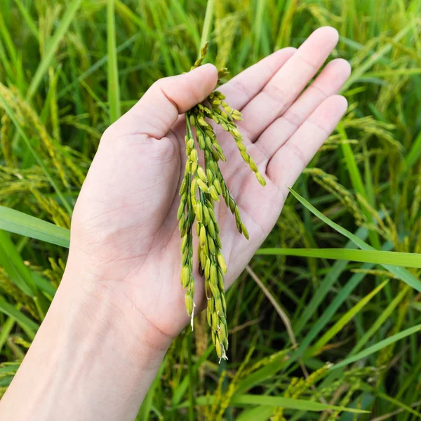 Tatlı pirinç yandan yukarıya içinde paddy — Stok fotoğraf