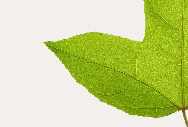 Groene maple leaf geïsoleerd acer calcaratum j.j.SM met uitknippad — Stockfoto