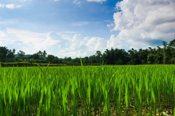 Riso verde cielo — Foto Stock