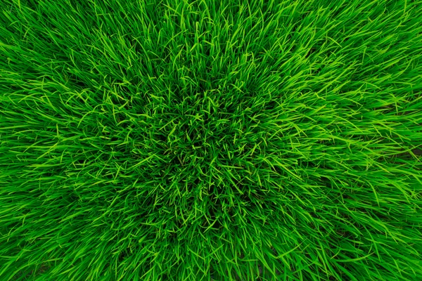 Sadzonki zielone ryżu — Zdjęcie stockowe