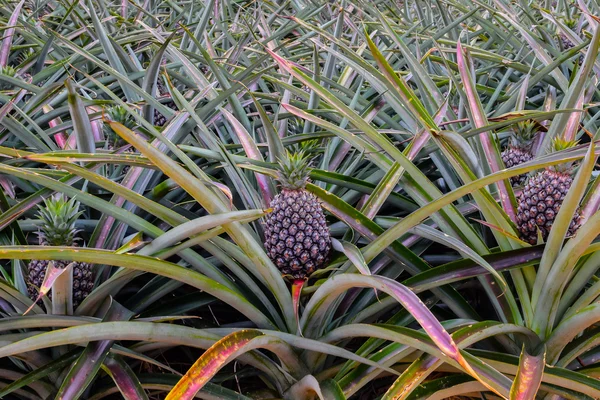 Ananas, kuzeydoğu Tayland grupta büyüyen tropikal meyve. — Stok fotoğraf