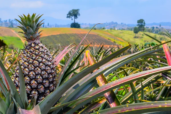 Ananas, frutta tropicale che cresce in una fattoria del nord-est della Thailandia . — Foto Stock