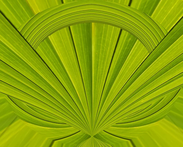 Fundo abstrato verde de fundo padrão de folha de palma — Fotografia de Stock