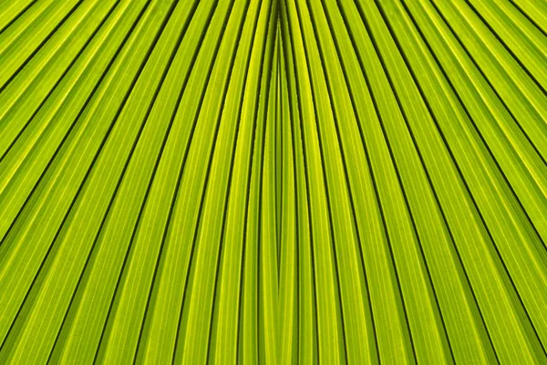 Zelená abstraktní pozadí z palmového listí pozadí — Stock fotografie