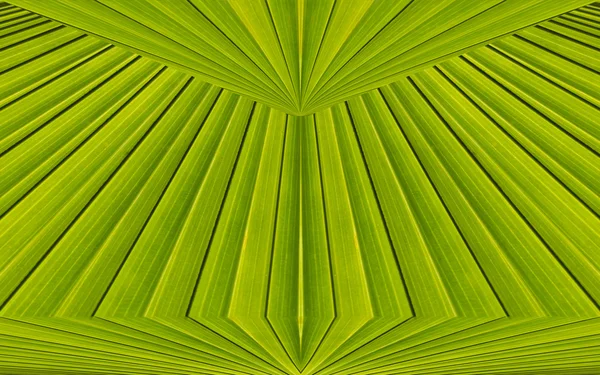 Groene abstracte achtergrond van palm blad patroon achtergrond — Stockfoto