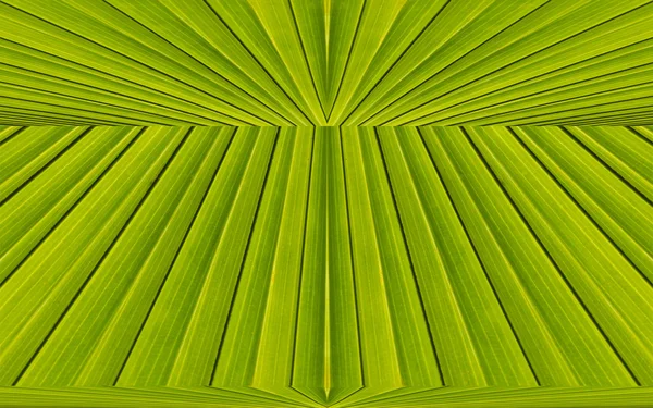 Zielone tło z liści palmy w tle — Zdjęcie stockowe