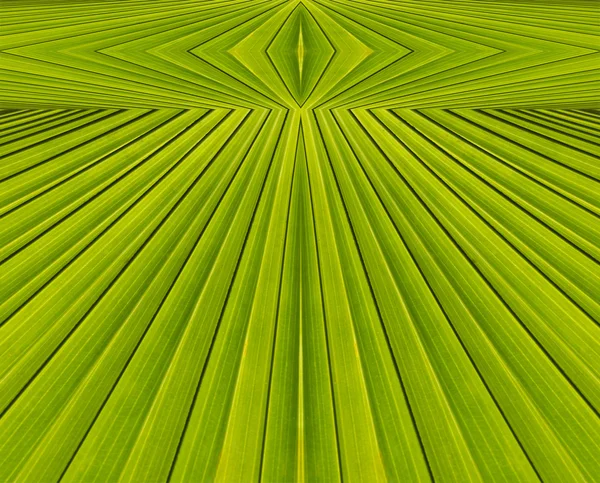 Zielone tło z liści palmy w tle — Zdjęcie stockowe
