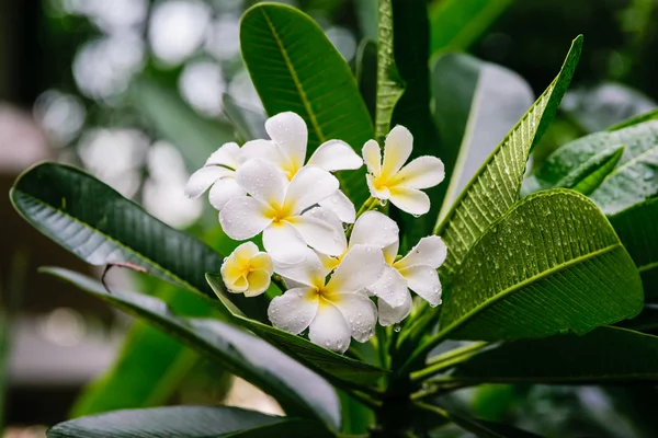 Beautiful White frangipani flowers, plumeria flowers blooming on tree — Stock Photo, Image