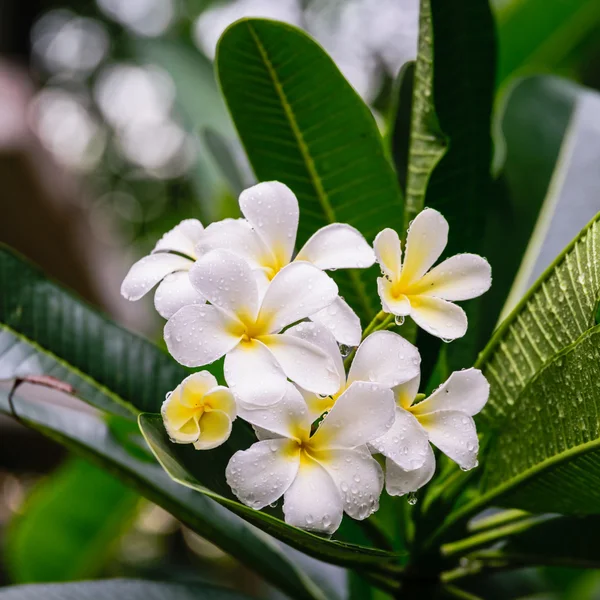 Beautiful White frangipani flowers, plumeria flowers blooming on tree — Stock Photo, Image