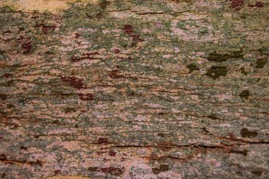  Ağaç kabuğu ahşap dokulu arka plan