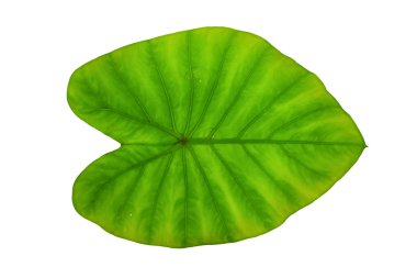colocasia esculenta yeşil yaprak
