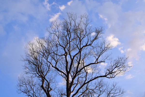 Kuru ağaç, ölü ağaç günbatımı mavi gökyüzü altında — Stok fotoğraf
