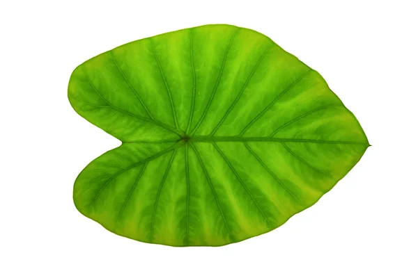 Colocasia esculenta green leaf — Stock Photo, Image