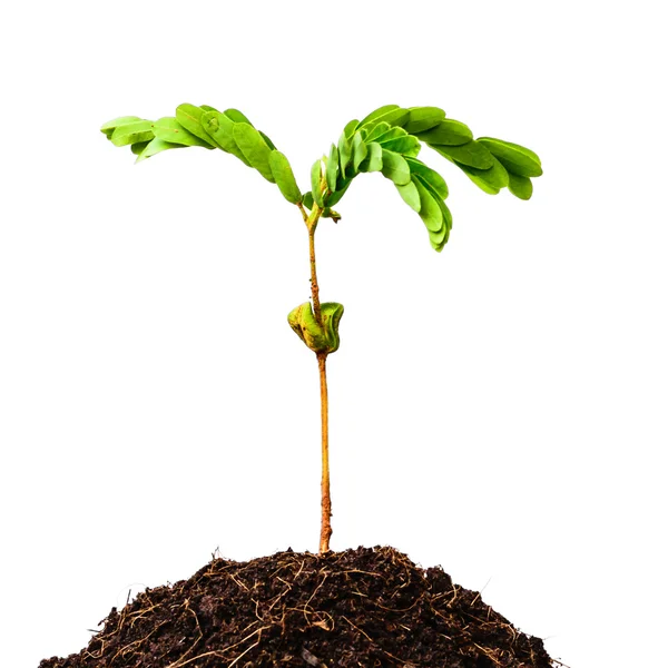 Nieuw leven van kleine plant op stapel van de bodem — Stockfoto
