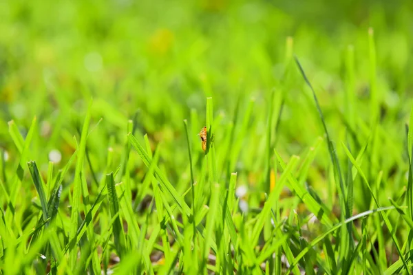 Pozadí zelené trávy s Pupou hmyz — Stock fotografie