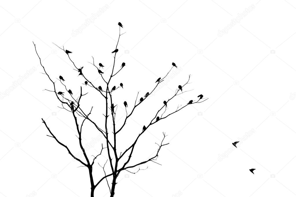 Tree  no leaves with bird - silhouette 