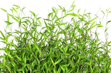 beyaz zemin üzerine yeşil çim bıçağı 