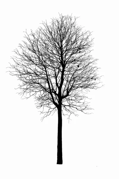 Silhouette di albero morto. corona di quercia secca senza foglie isolate su w — Foto Stock