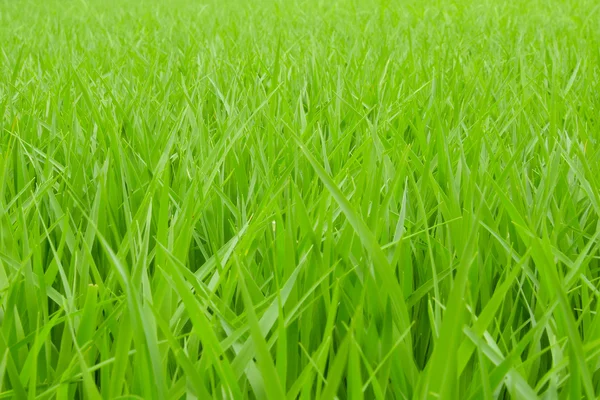Pole ryżu niełuskanego ryżu - zielony — Zdjęcie stockowe