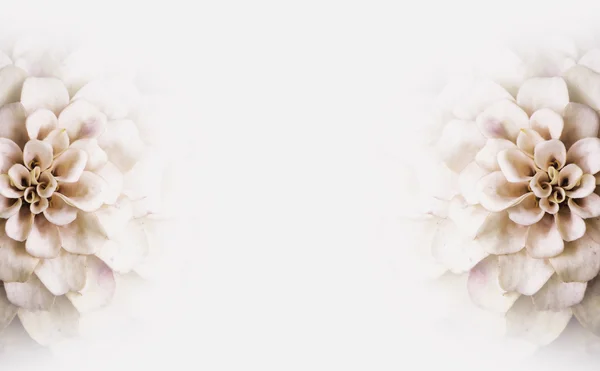 White flower copy space Background