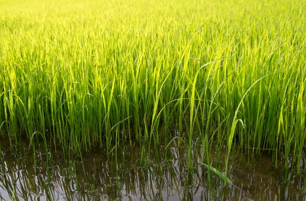 Broto de arroz jovem pronto para crescer no campo de arroz — Fotografia de Stock