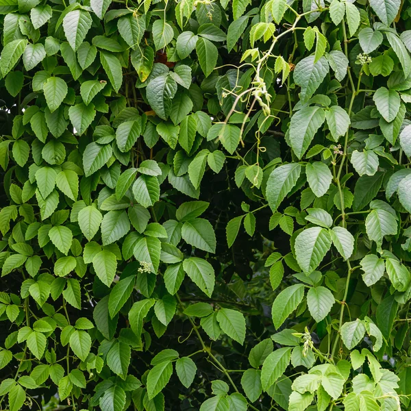 Groene bladeren op aard — Stockfoto