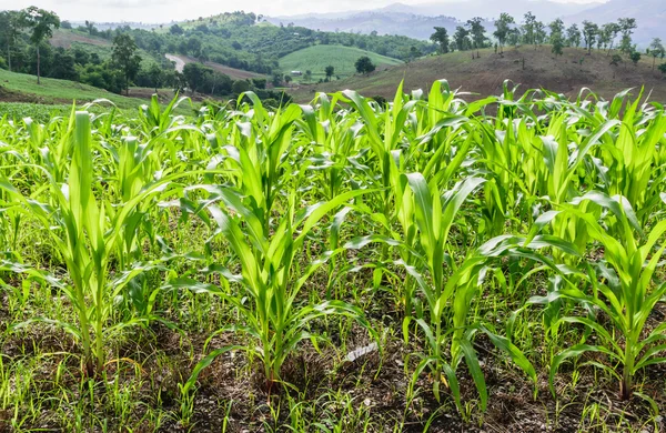 Campo di mais in montagna in campagna — Foto Stock