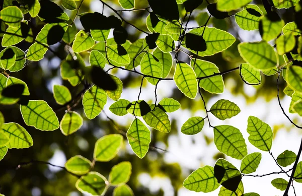 Groene blad op blauwe hemel kopie ruimte achtergrond — Stockfoto