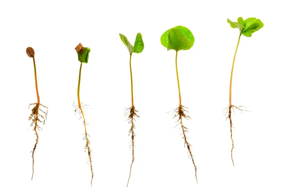 rebento de café ou mudas com raiz visível contra um fundo branco