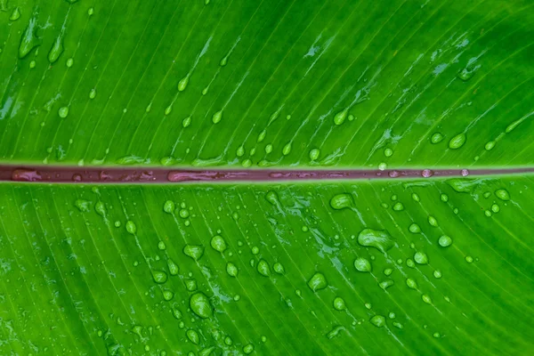 Zielone tło liści banana — Zdjęcie stockowe