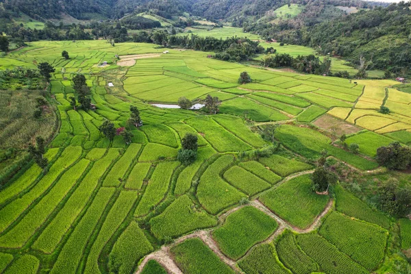 top view green rice field for farmers stay at the country site at Thailand