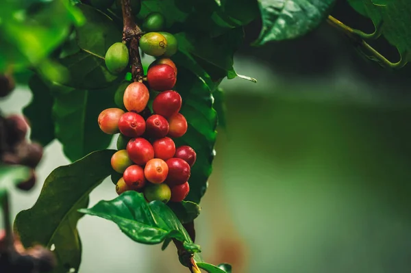 近くで何が起きているのでしょうか コーヒーの木のプランテーションで生のベリーコーヒー豆 — ストック写真