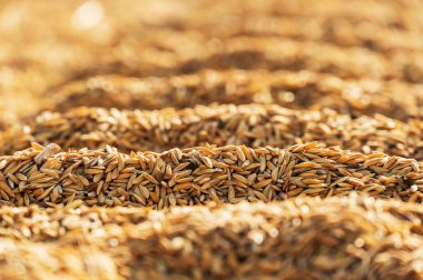 rice paddy stock on close up for rice before threshing or in the husk dry process with sun.
