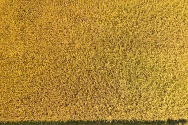 Golden rice fields look from above, combine harvesting ripe rice fields,top view