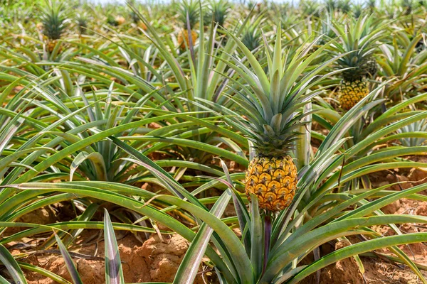 Świeże Ananasy Gruntach Uprawnych Plantacji Ananasów — Zdjęcie stockowe