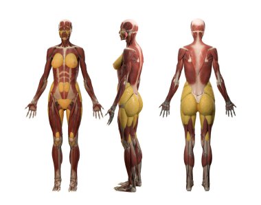 Anatomy of muscular and skeleton system full body isolate on white background with clipping path front anterior view,3D rendering.