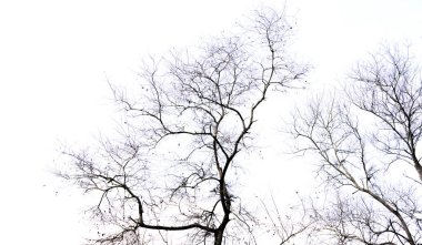 Kuru dal beyaz arka planda izole