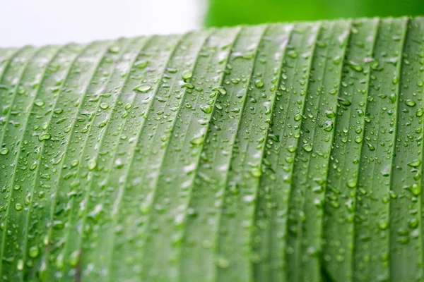 绿香蕉叶的天然背景与雨滴和选择性焦点密切相关 — 图库照片