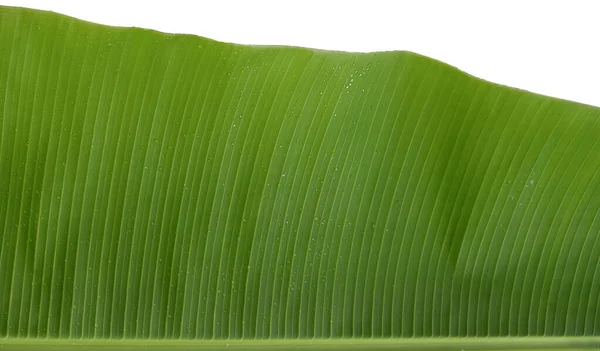 Fondo Natural Hoja Plátano Verde Cerca Con Gotas Lluvia Enfoque —  Fotos de Stock