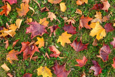 Düşmüş sarı, turuncu ve mor sonbahar yaprakları yeşil çimlerin üzerinde. Düşen yaprakların güzel arkaplanı.