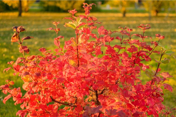 秋の太陽の光の中で紫色の赤の葉を持つ葉茎Opulifoliusブッシュ 公園景観デザインのコンセプト ロイヤリティフリーのストック画像