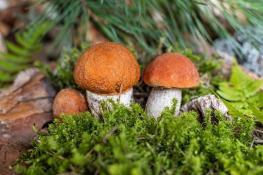 Kahverengi şapkalı sonbahar mantarları. Boletus Edulis ormandaki yosunların arasında. Lezzetli organik mantar pişirme kavramı.