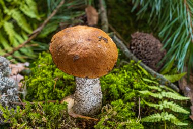 Kahverengi şapkalı sonbahar mantarları. Boletus Edulis ormandaki yosunların arasında. Lezzetli organik mantar pişirme kavramı.