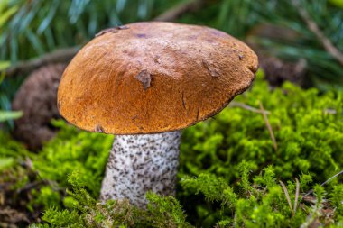 Kahverengi şapkalı sonbahar mantarları. Boletus Edulis ormandaki yosunların arasında. Lezzetli organik mantar pişirme kavramı.