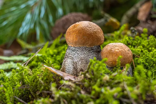 Kahverengi şapkalı sonbahar mantarları. Boletus Edulis ormandaki yosunların arasında. Lezzetli organik mantar pişirme kavramı.