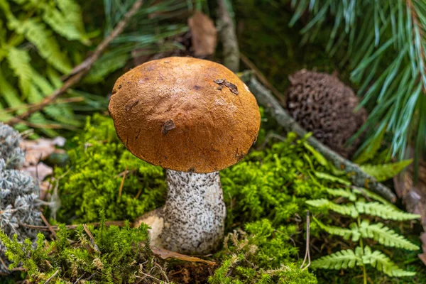 Kahverengi şapkalı sonbahar mantarları. Boletus Edulis ormandaki yosunların arasında. Lezzetli organik mantar pişirme kavramı.