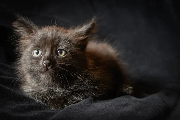 Retrato Pequeño Gatito Peludo Negro Sobre Fondo Negro —  Fotos de Stock